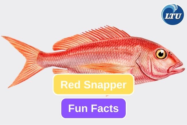 Here Are 10 Fun Facts About Red Snapper 